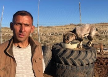 پەزێ کویڤی ل باتیفا دهێتە خودانکرن