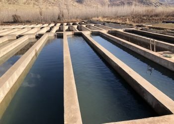 بێگوڤا: پرۆژه‌كى 300 هزار ماسی ژ ده‌ست دان