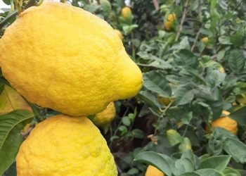 فێقیێ ترنج ل دھۆکێ ھاتە بەرھەمئینان