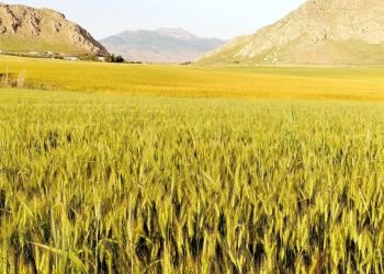 ده‌نگۆیێ سه‌رهلدانا هشكه‌ سالیێ ل هه‌رێما كوردستانێ دووره‌ ژ راستێ