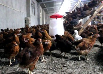 ڤیدیۆ.. پرۆژه‌یێ خودانكرنا مریشكێن كوردى ل دهۆكێ هاتییه‌ دانان