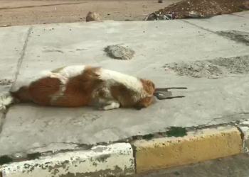 د هه‌وه‌كێ دا ل شنگالێ نێزیکی 2 ھزار سە ھاتنە کوشتن