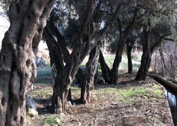 باتیفا.. ژیێ زه‌یتوونێن گونده‌كێ 3 هزار سالن