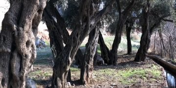 باتیفا.. ژیێ زه‌یتوونێن گونده‌كێ 3 هزار سالن