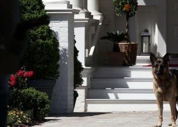 چامپ و مایجه‌ر‌ چوونه‌ د كۆچكا سپى ڤه‌