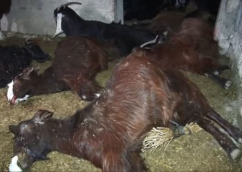 ل گوندێ بێبان ل سنورێ ئه‌لقوش ٦٠ پەز مراربوون