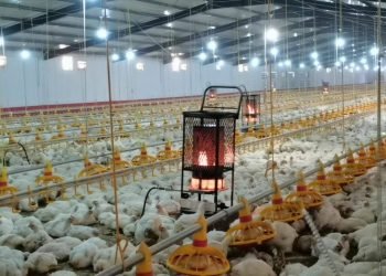 بلندبوونا بهایێ دۆلارى زیان ب پرۆژه‌یێن ب خودانكرنا مریشكان گه‌هاندینه‌