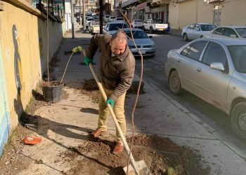 گەنجەکێ دھۆکێ دار ل سەر جادان چاندن