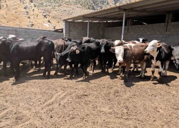 ئامێدیێ.. خودانێن پڕۆژه‌یێن ته‌رش و كه‌والى گازنده‌یا نەبوونا ھاریکارییان دکەن