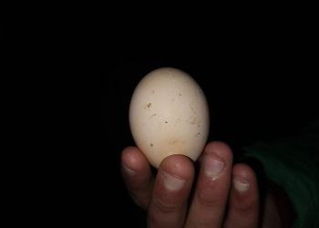 ڤیدیۆ.. مریشکەك ل دێرەلۆکێ هێکێن 5000 دیناری دکەت