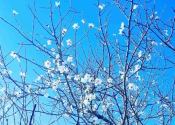 فۆتۆ ستۆرى.. كولیلكێن داران په‌قین