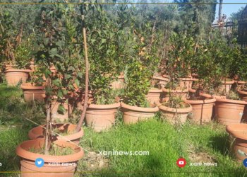 رێڤەبەرێ باخداری: خواستەکا زێدە ل سەر چاندنا شتلێن فێقی هه‌یه‌