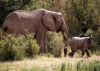 فیله‌كا مێ كرێكاره‌كێ باخچێ گیانه‌وه‌ران كوشت