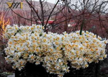 نێرگزێن بابلۆ ره‌نگڤه‌دانا سروشتێ كوردستانێ نه‌