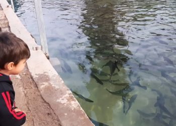 دێرەلۆک.. پرۆژەکی شیانێن بەرھەمئینانا 5 ملیۆن ماسیان ھەنە