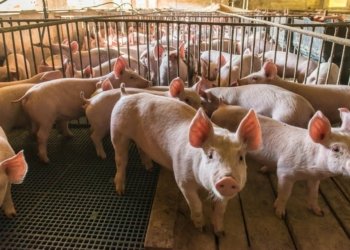 په‌ژیكه‌كا نوو ل چینێ به‌لاڤه‌ بوو