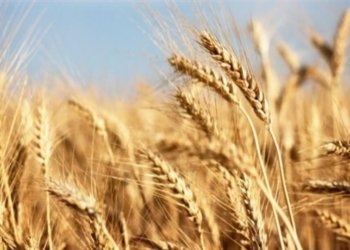 دو کۆمپانیێن ناڤخۆ دێ گەنمێ جۆتیارێن دھۆکێ کرن