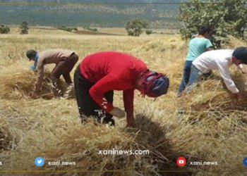گەرمیان: ھشکە سالییێ زیان گەھاندنە 160 ھزار دونەمێن ئەردی