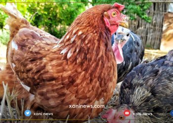 لێنانا مریشكێن خومالى ل خوارنگه‌هێن دهۆكێ دێ بیته‌ بریار