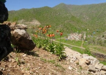 باتیفا.. گوندێ کەشانێ دووبارە هات چۆلکرن