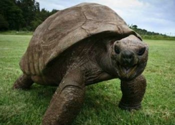 د گه‌ل 40 سه‌رۆكێن ئه‌مریكا ژیایه‌‌