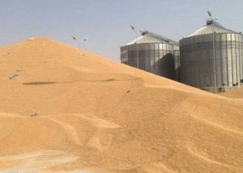 بهایێ گه‌نمێ جۆتیاران بۆ ئه‌ڤساله‌ هاته‌ ئاشكرا كرن