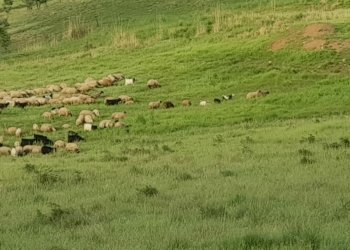 ئاوارەیێن گوندێ کێستە د رەوشەکا خراب دانە