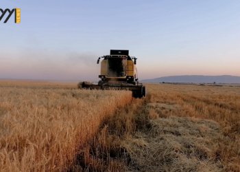 به‌رده‌ره‌ش.. دروینا گه‌نمێ زویتر ده‌ستپێكر