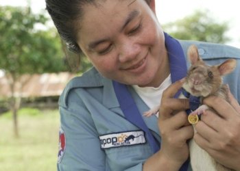 جرده‌ك مه‌دالیا زێرى وه‌ردگریت