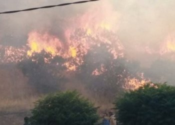 سلێمانى: نێزیكى 80 دۆنه‌مێن پیش و په‌له‌خى هاتنه‌ سووتن