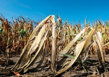 رێڤه‌به‌رێ گشتیێ ئاڤ و ئاڤرێژان ل هه‌رێمێ : 2 ملیار و 500 ملیون دینار بۆ پرسا هشكه‌سالیێ هاتینه‌ ته‌رخانكرن