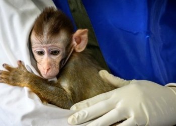 ئێكه‌م حاله‌تێ  ڤایرۆسێ مه‌یمینكێ ل چینێ هاته‌ تۆمار كرن