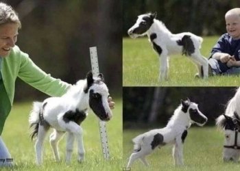 بچووكترین هه‌سپ ل جیهانێ