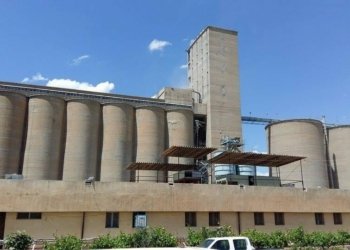 ئەڤ سالە سایلۆیێن دھۆکێ بتنێ شەش ھزار و ٩٦٥ تەنێن گەنمێ وەرگرتینە