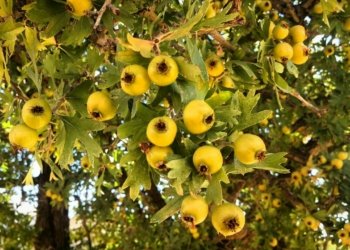 گوهیشك رێگریێ ژ وه‌ریانا پرچێ دكه‌ت