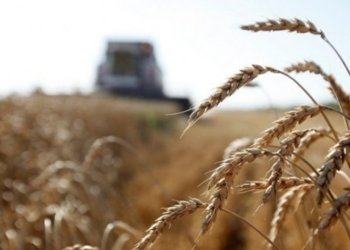 حکومەتا ھەرێما کوردستانێ بهایێ توڤێ گه‌نمێ جۆتیاران كێمكر