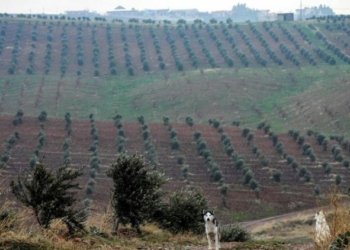 ده‌سته‌یا وه‌به‌رهێنانێ: ل سالا 2021 مۆله‌ت ب 68 پرۆژان هاتیه‌ دان