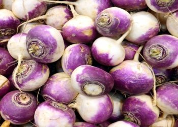 شێلم مرۆڤى ژ نەخۆشیێن ب مهترسى دپارێزێت