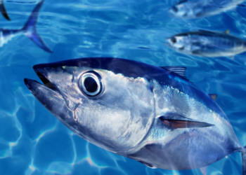 ئه‌رێ ماسى دنڤن؟