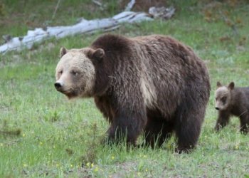 سلێمان ته‌مه‌ر: نابیت كه‌س به‌رمایكێن خوارنێ ب ده‌ته‌ ئاژه‌لێن كویڤی