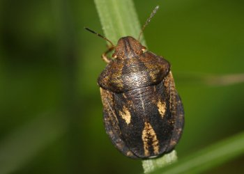 حكومه‌تێ 99 ملیون دینار ته‌رخانكرینه‌ بو ژناڤبرنا كێزا سنكی ل دهوكێ