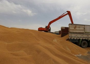 دهۆك دێ پشكا خوه‌ ژ گه‌نمێ عیراقێ وه‌رگریت.