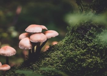 تو دزانی خوارنا کڤارکێ روونی دله‌شیدا دسۆژیت؟