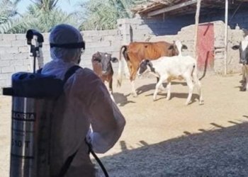 وەزارەتا چاندنێ: ئینانا ئاژەلان ل ھندەک وەلات و دەڤەران ھاتیە قەدەغەکرن