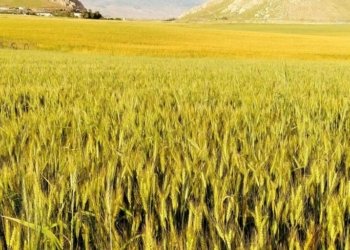 ل قەزا سێمێلێ رێژا ٩٥% یا بەرھەمێ ئەڤ سالە یێ جۆتیاران ناھێتە دروین