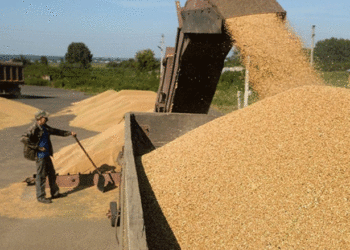 وه‌زاره‌تا چاندنێ: ئه‌ڤ ساله‌ به‌رهه‌مێ گه‌نمى دێ نێزیكى 400 هزار ته‌نان بیت