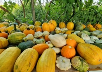 جووتیاره‌كێ كورد شیایه‌ 45 جورێن كولندا به‌رهه‌م بینیت