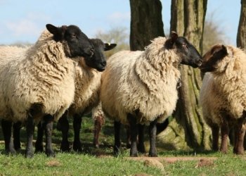هه‌ر گیانه‌وه‌ره‌كێ دهێته‌ دهه‌رێمێ دا دێ 21 روژان كه‌ره‌نترین كه‌ن