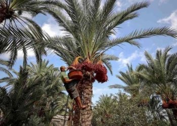 د 22 سالان دا 19 ملیۆن دارێن خۆرمێ ل عیراقێ ژ ناڤچووینه‌