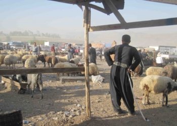 جڤاتا وەزیران چەند بڕیار بۆ ئینانا گیانەوەران دەركرن